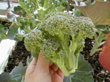 20040115broccoli_L.jpg 400300 45K