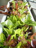 20040224lettuce_L.jpg 375500 66K