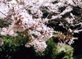 20040410cherry_L.jpg 866626 137K