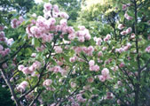 20040429yaezakura_L.jpg 863614 201K