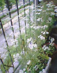 20040517coriander_L.jpg 257326 27K