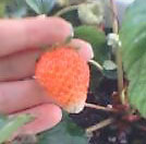 20040517strawberry.jpg 134132 5K