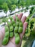 20040617edamame.jpg 120160 4K