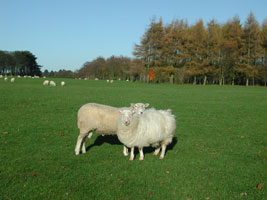 sheep_in_england_L.jpg 800600 127K