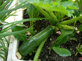 20050529zucchini1_L.jpg 640480 165K