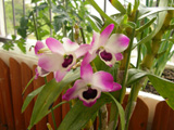 20050601orchid_L.jpg 640480 202K