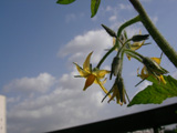 20051108tomato09_L.jpg 640480 104K