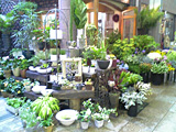 20060625flower_shop_L.jpg 640480 193K